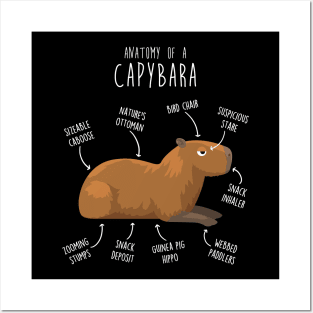 Capybara Anatomy Posters and Art